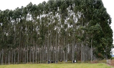 Eucalyptus Transgénico.jpg